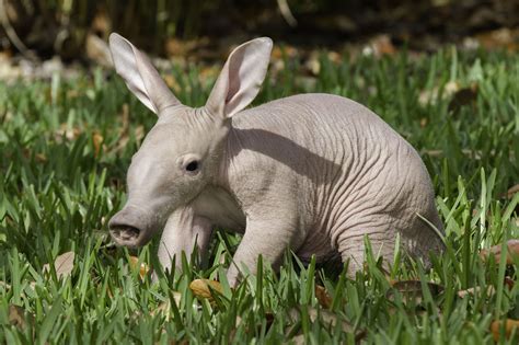The Crossword Solver found 30 answers to "Food for an aardvark", 4 letters crossword clue. . Aardvark by another name nyt